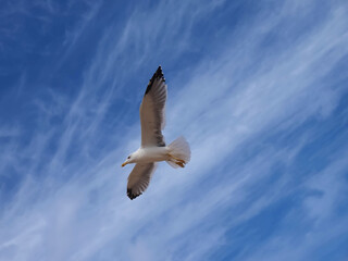 Fototapeta premium Flying European herring silver gull Larus argentatus at blue sky