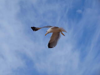 Flying European herring silver gull Larus argentatus at blue sky