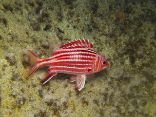 Sargocentron rubrum - Red coat or soldier fish or squirrel fish