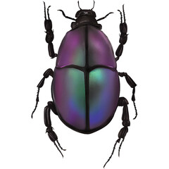 Chromacoat Beetle Insect Arthropod Variation 11 Digital Art By Winters860 Isolated, Transparent Background 