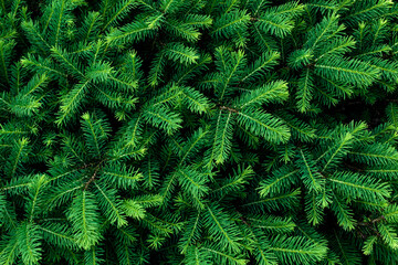bright fresh lush green spruce branches background