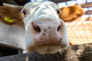 Cow close-up