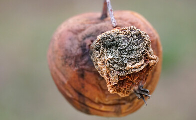 Rotten apple on branch. Farming, agriculture, remedy for trees diseases concept