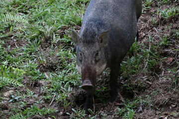 Wild boar, sus scrofa on the forest floor