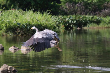 Grey Heron at a water body