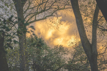 Obraz na płótnie Canvas sunrise in the woods
