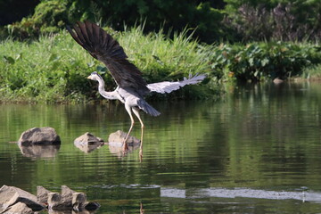 Grey Heron at a water body