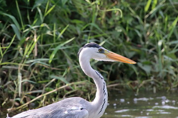 Grey Heron at a water body