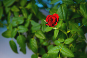 burgundy rose in a pot with dark green leaves, close-up