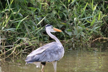 Grey Heron at a water body