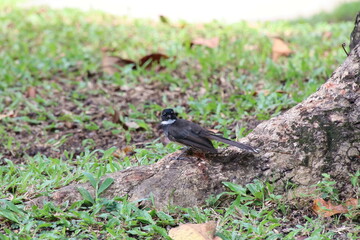 Malayan Pied Fantail under a tree