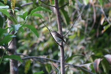 Immature Tiger Shrike looking outwards