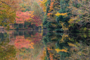 秋の震生湖に映る美しく色鮮やかな紅葉