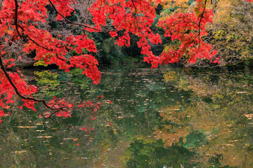 秋の神奈川県の震生湖の色鮮やかな紅葉