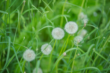 Background of fluffy white dandelions among green leaves.