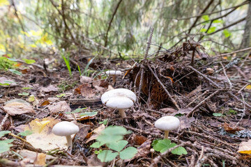 White, round mushrooms in a forest with green trees and moss