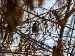 bright bullfinch on a tree branch looking for food on a frosty winter day