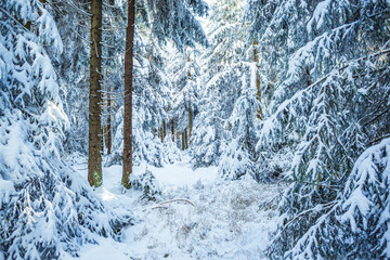 the wintry forest