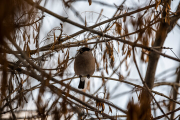 bright bullfinch on a tree branch looking for food on a frosty winter day