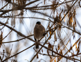 bright bullfinch on a tree branch looking for food on a frosty winter day