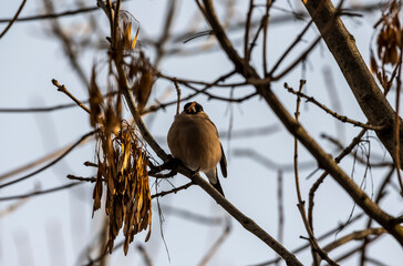 bright bullfinch on a tree branch looking for food on a frosty winter day