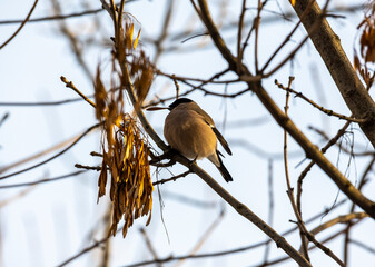 bright bullfinch on a tree branch looking for food on a frosty winter day