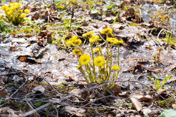 Coltsfoot flowers in spring forest. Blooming Tussilago farfara at april