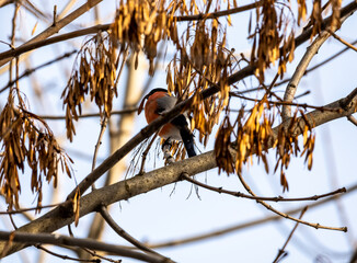 bright bullfinch on a tree branch looking for food on a frosty winter day