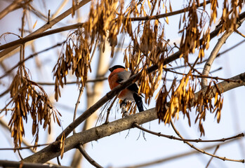 bright bullfinch on a tree branch looking for food on a frosty winter day