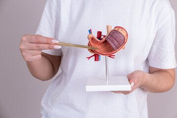doctor nephrologist pointing at stomach mockup