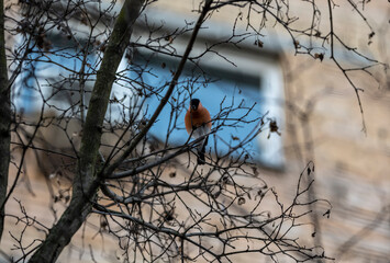 bright bullfinch on a tree branch looking for food on a frosty winter day