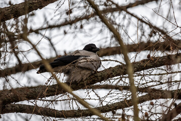 black raven on a tree branch looking for food on a frosty winter day