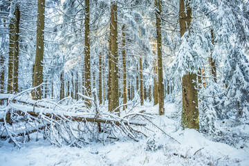 the wintry forest