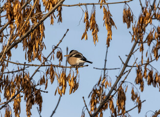 bright bullfinch on a tree branch looking for food on a frosty winter day