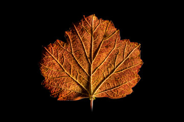 Colorful Autum Leaf