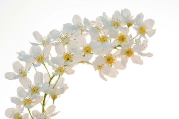 Fototapeta na wymiar Blossoming bird cherry. Flowers bird cherry tree.