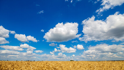 Blue Sky with Clouds and Yellow Field Wheat. Agriculture and Seasonal Harvest time.