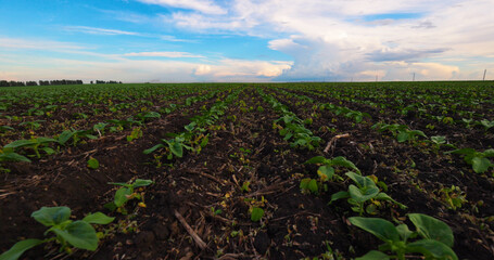 Agriculture. Green Field Young Sunflower on Farm going into the Horizon. Farmland Plants. 