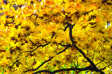 closeup golden autumn tree in the park