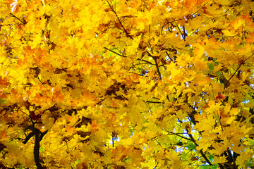 closeup golden autumn tree in the park