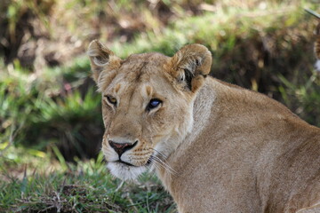 Fototapeta na wymiar Portrait of a lioness with one eye blue and the other one orange 