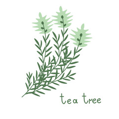 Fototapeta na wymiar Tea tree vector branch