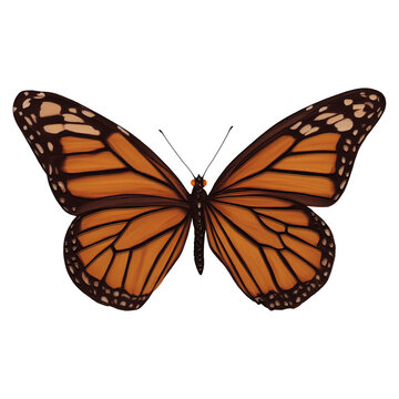 Orange Butterfly Insect Variation 3 Digital Art By Winters860 Isolated, Transparent Background 