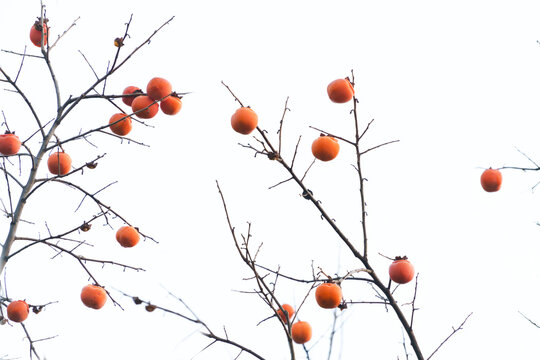 A lot of orange persimmons hanging on the branches in late autumn and early winter.