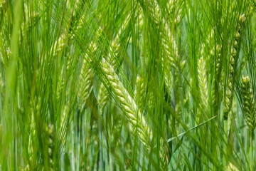 agricultural field where green rye grows, agriculture for obtaining grain crops, rye is young and green and still immature, close - up of the agricultural crop rye