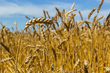 field of golden wheat and blue sky, agricultural field