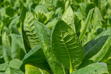 Tobacco big leaf crops growing in tobacco plantation field