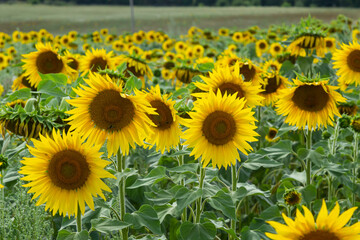 a young unopened sunflower grows in a field. sunflower cultivation concept