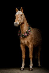 Portrait of a beautiful palomino kinsky horse wearing a christmas wreath in front of black background