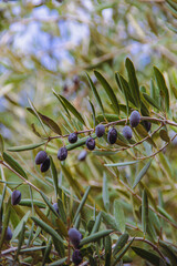 Obraz na płótnie Canvas Olives ripen on a branch